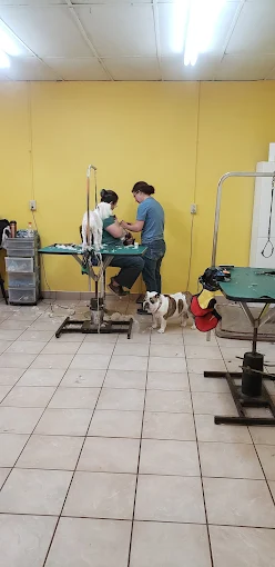 Toilettage chien